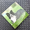 Border Collie Magnetic Note Pad Square